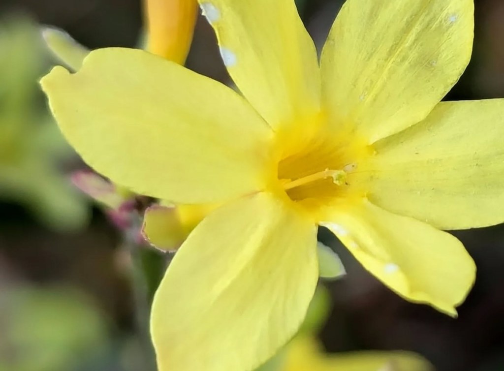 iN PHOTOS: A stroll through the historic Summerland Ornamental Gardens | iNFOnews.ca