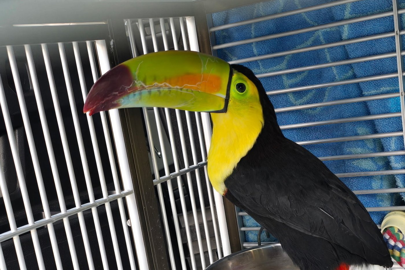 Toucan seen flying around Sin City has been rescued | iNFOnews.ca