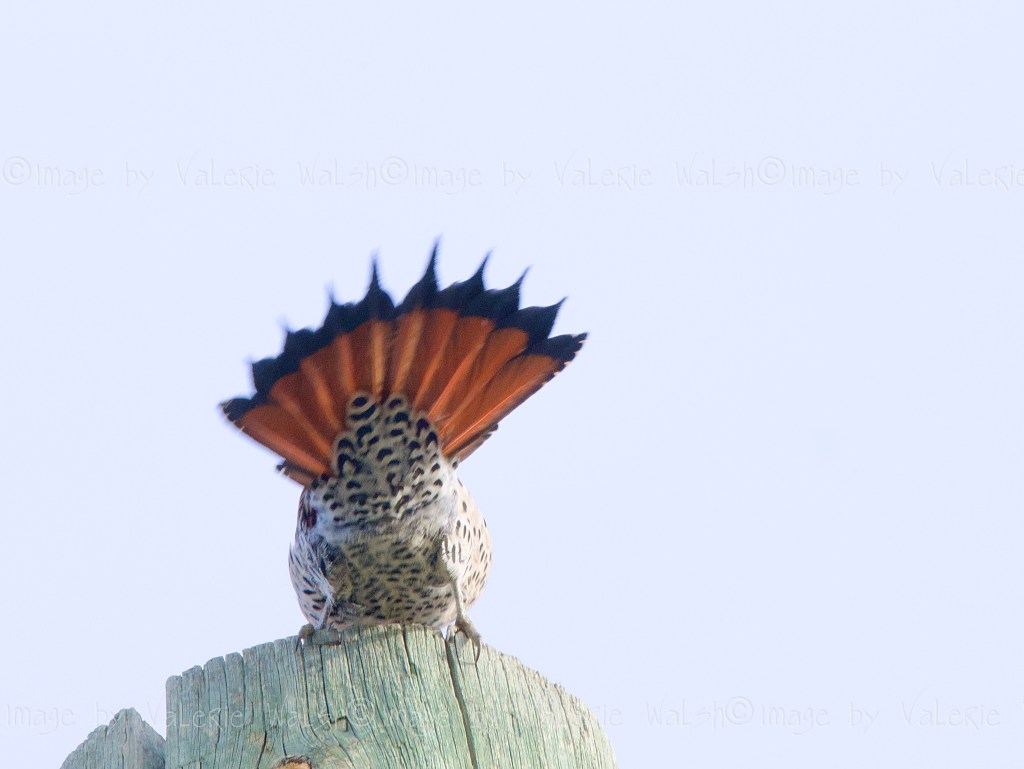 iN PHOTOS: Birds busy courting as spring arrives in Kamloops, Okanagan | iNFOnews.ca