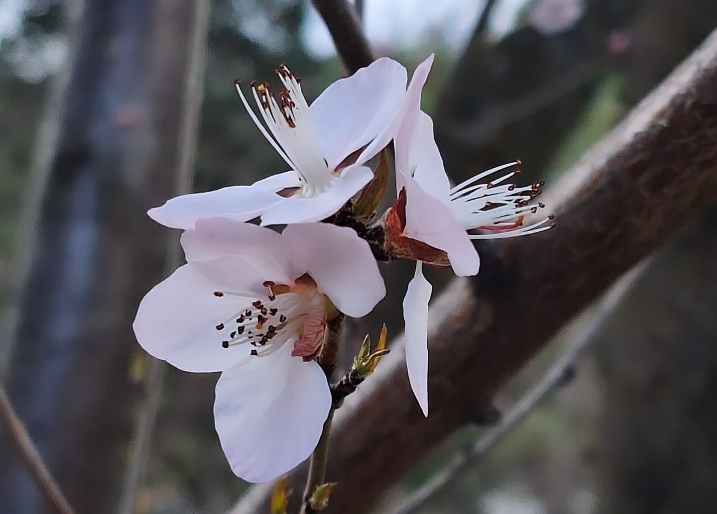 Cherry blossoms bloom on a stem.