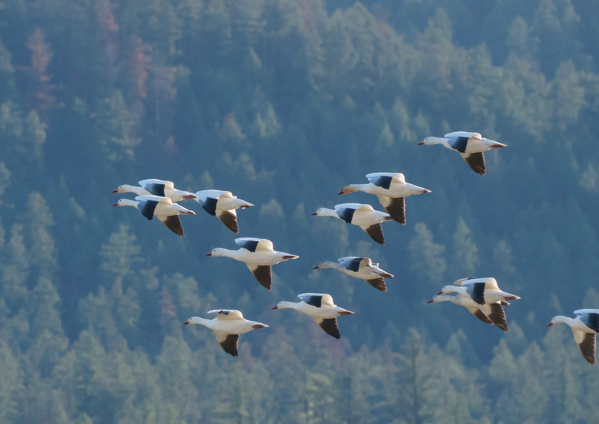 A flock of snow geese fly in front of a forest.