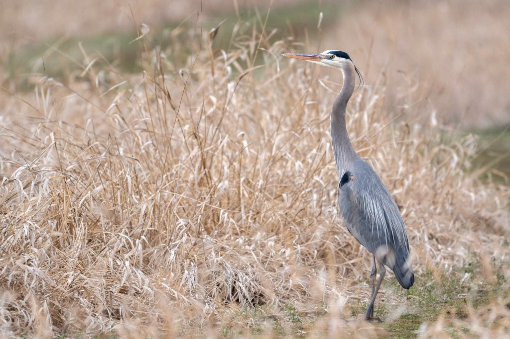 iN PHOTOS: In and around Okanagan, Kamloops wetlands | iNFOnews.ca