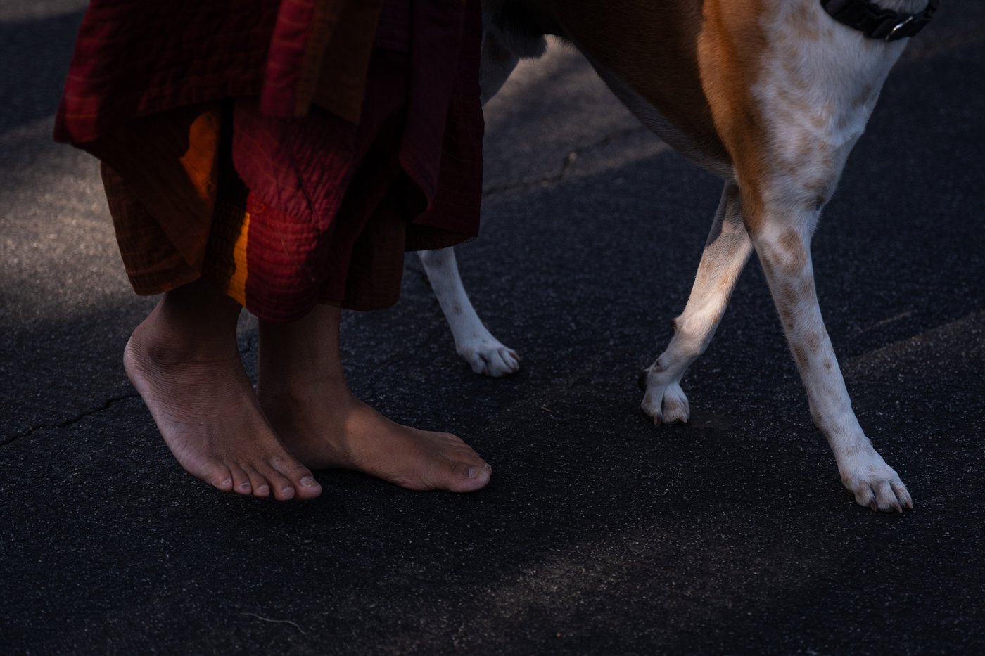 How a 2,300-mile Walk for Peace thrust a Texas monk and his rescue dog into the spotlight | iNFOnews.ca How a 2,300-mile Walk for Peace thrust a Texas monk and his rescue dog into the spotlight | iNFOnews.ca