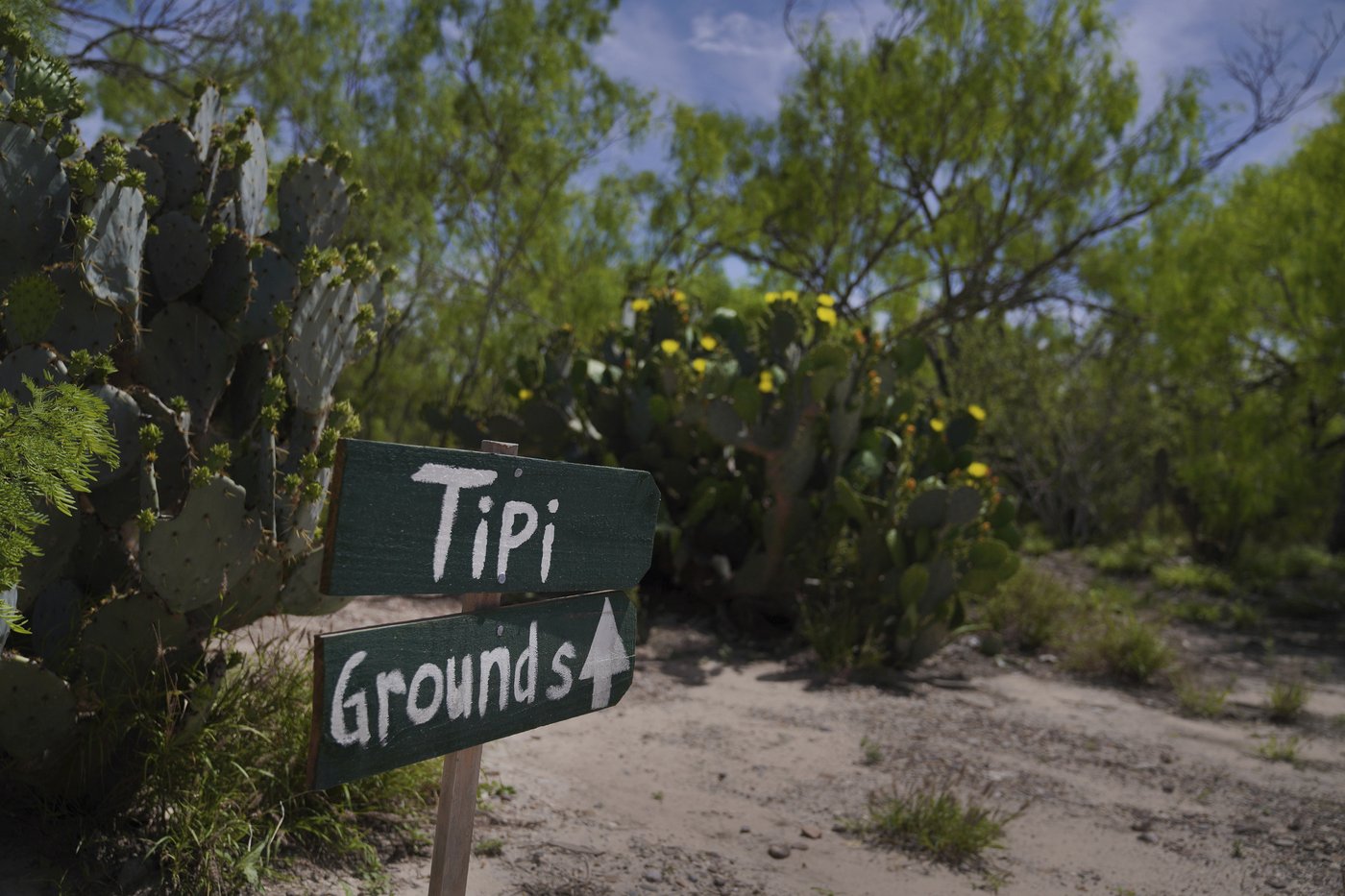 Peyote sacred to Native Americans threatened by psychedelic renaissance and development | iNFOnews.ca