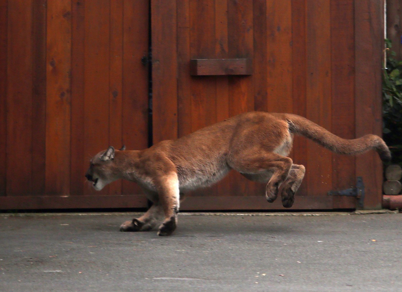Rare cougar sighting reported in urban Vancouver, far from wilderness | iNFOnews.ca