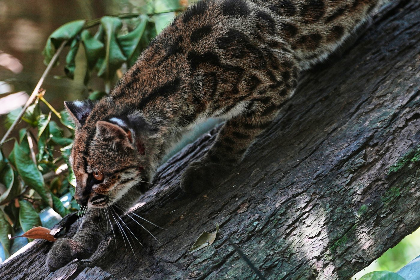 Tiny wild cat newly identified as a species draws curious visitors in Bolivia | iNFOnews.ca Tiny wild cat newly identified as a species draws curious visitors in Bolivia | iNFOnews.ca