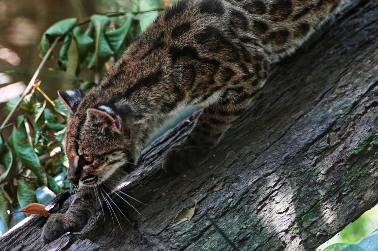 Tiny wild cat newly identified as a species draws curious visitors in Bolivia | iNFOnews.ca