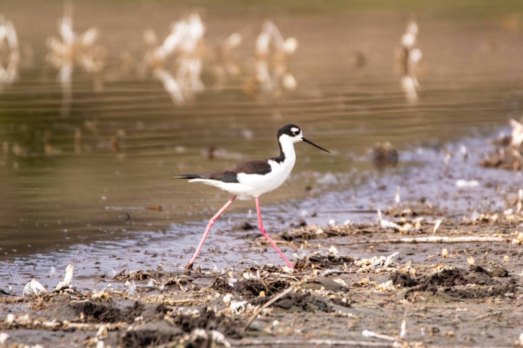 iN PHOTOS: Uncommon long-legged bird spotted in Okanagan Valley | iNFOnews.ca iN PHOTOS: Uncommon long-legged bird spotted in Okanagan Valley | iNFOnews.ca