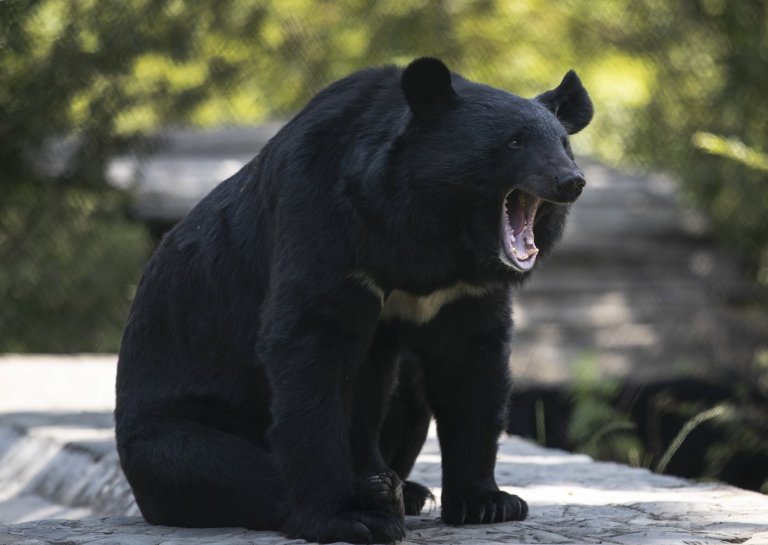 Conservation officers in B.C. remove metal stove pipe stuck on bear's head | iNFOnews.ca