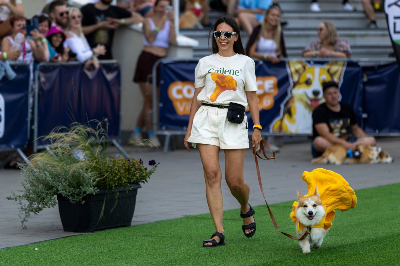 Corgis run, bark and sniff their way to glory at a growing international race | iNFOnews.ca