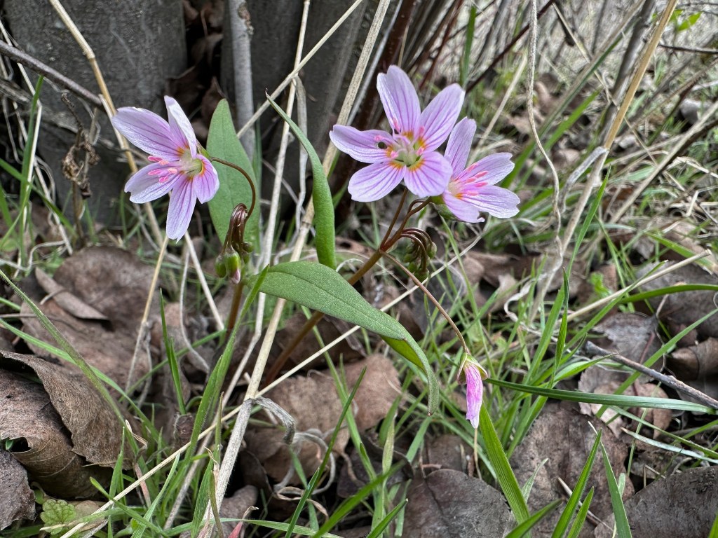 iN PHOTOS: Early spring wildflowers bloom in Thompson-Okanagan grasslands | iNFOnews.ca