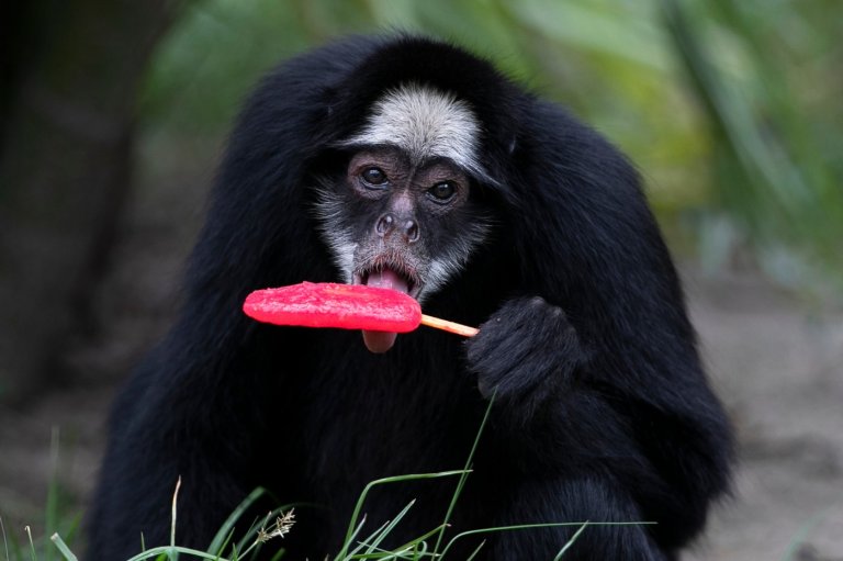 Rio de Janeiro zoo animals are treated to popsicles as the city faces scorching summer weather | iNFOnews.ca