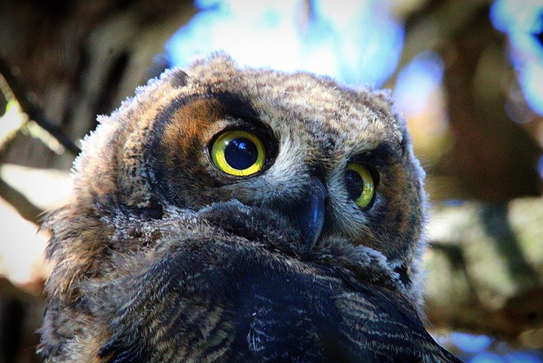 A baby big horned owl perches in a tree.