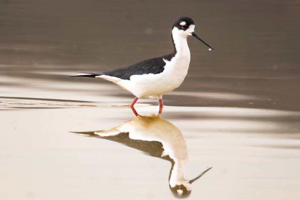 iN PHOTOS: Uncommon long-legged bird spotted in Okanagan Valley | iNFOnews.ca iN PHOTOS: Uncommon long-legged bird spotted in Okanagan Valley | iNFOnews.ca