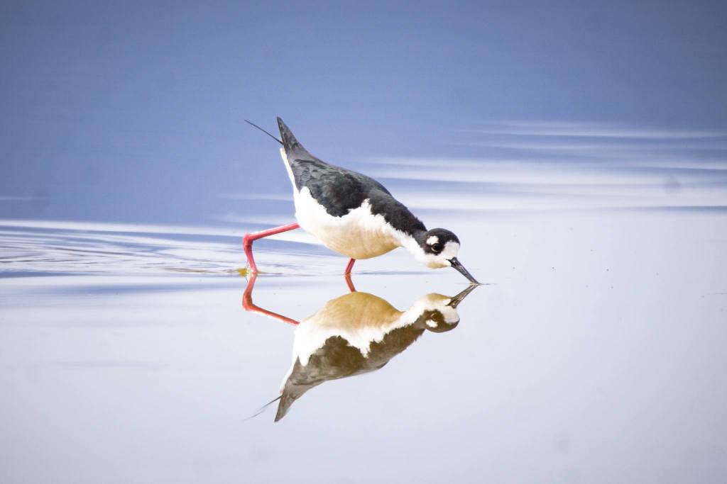 iN PHOTOS: Uncommon long-legged bird spotted in Okanagan Valley | iNFOnews.ca iN PHOTOS: Uncommon long-legged bird spotted in Okanagan Valley | iNFOnews.ca