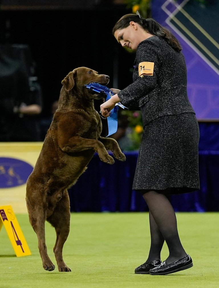 7 dogs competing for Westminster's show big prize Tuesday night | iNFOnews.ca