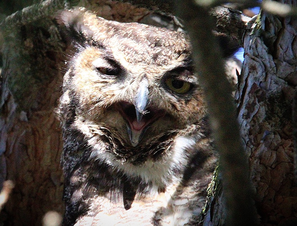 iN PHOTOS: Comedic photos of Thompson-Okanagan wildlife | iNFOnews.ca iN PHOTOS: Comedic photos of Thompson-Okanagan wildlife | iNFOnews.ca