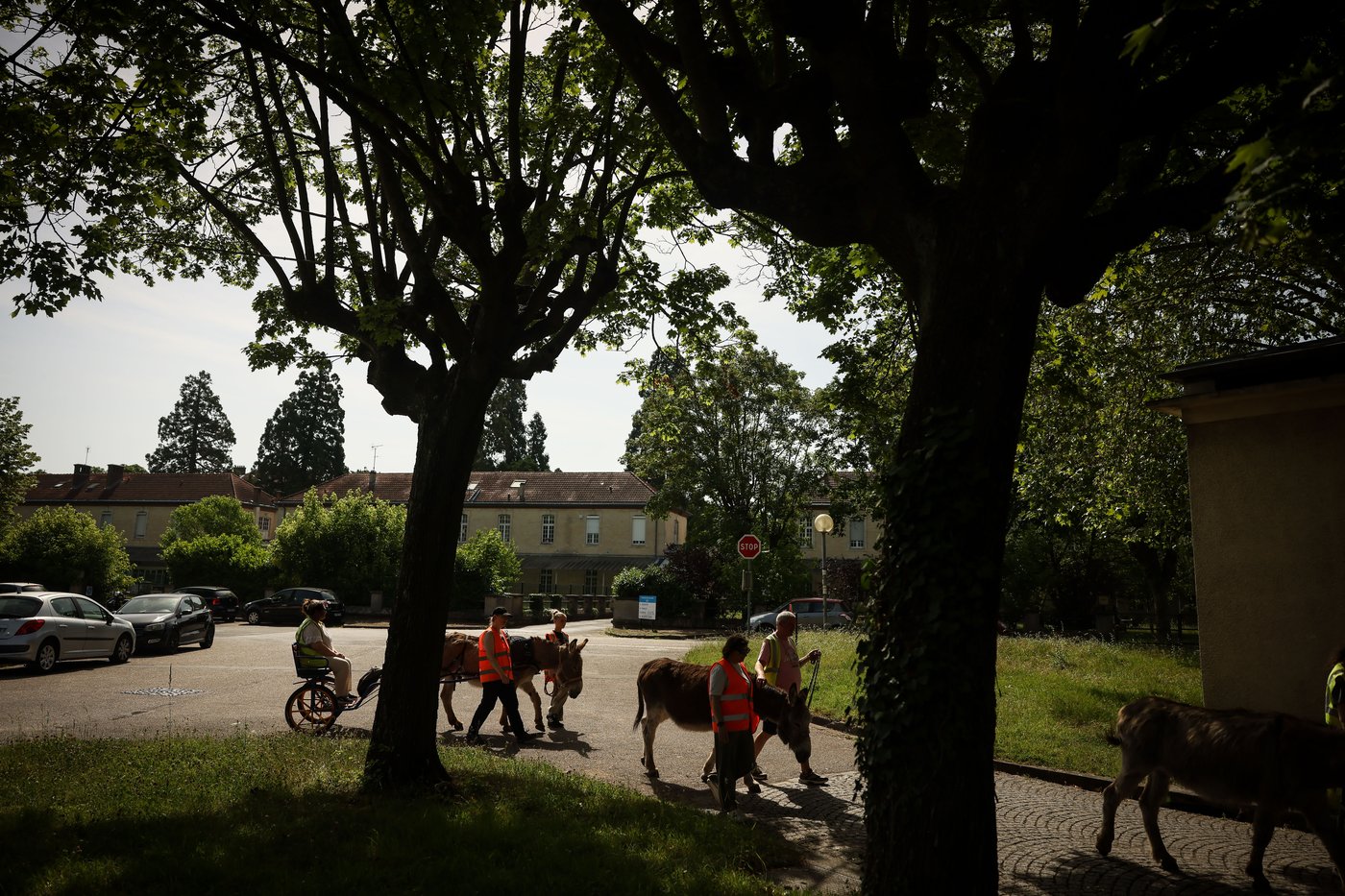 Patients find help with therapy donkeys at psychiatric hospital near Paris | iNFOnews.ca Patients find help with therapy donkeys at psychiatric hospital near Paris | iNFOnews.ca