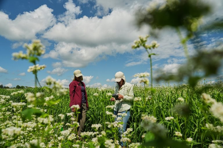 Enthusiasts hope the organic farm staple buckwheat can reach more fields and tables | iNFOnews.ca