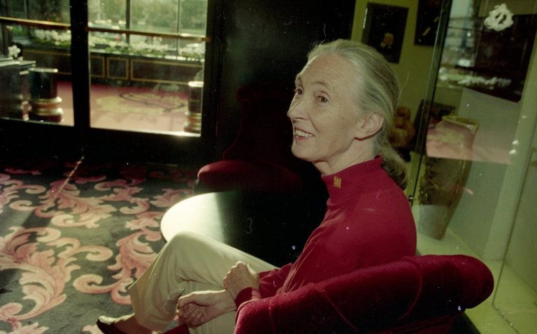 What to know about the life and legacy of chimpanzee researcher and wildlife advocate Jane Goodall | iNFOnews.ca