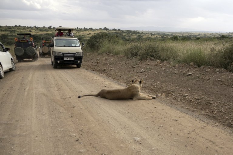 He lives alongside lions in Nairobi. The human-wildlife collision is dazzling - and dangerous | iNFOnews.ca