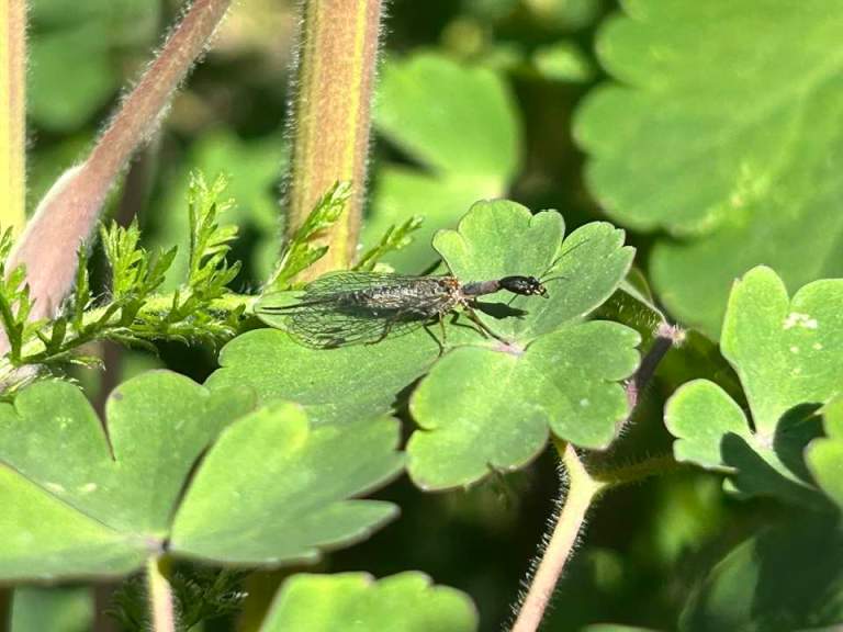 A snakefly perches on a leaf.