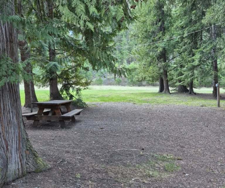 An empty campsite has a picnic table and cedar trees.