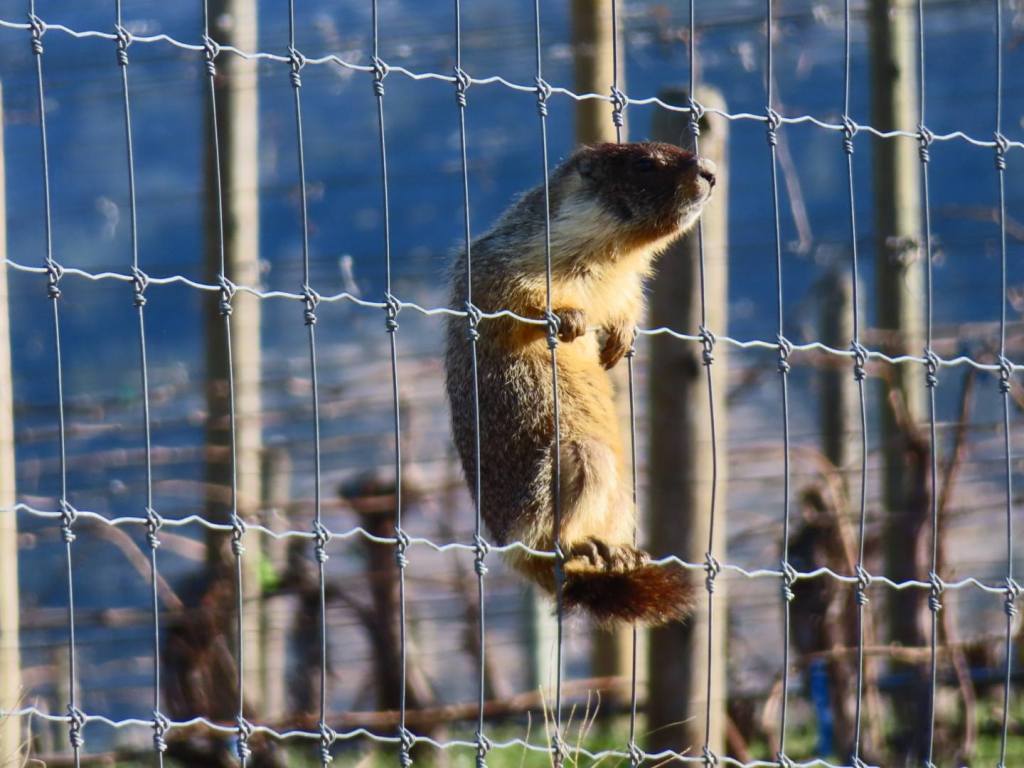iN PHOTOS: Comedic photos of Thompson-Okanagan wildlife | iNFOnews.ca iN PHOTOS: Comedic photos of Thompson-Okanagan wildlife | iNFOnews.ca