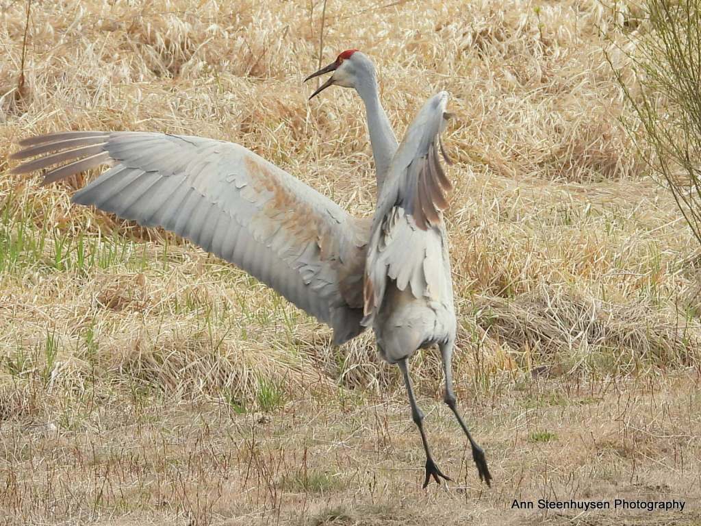 iN PHOTOS: Comedic photos of Thompson-Okanagan wildlife | iNFOnews.ca iN PHOTOS: Comedic photos of Thompson-Okanagan wildlife | iNFOnews.ca