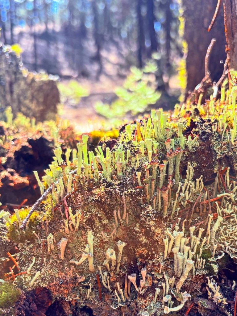 iN PHOTOS: Kamloops hiker finds whimsical world inside rotting stumps | iNFOnews.ca