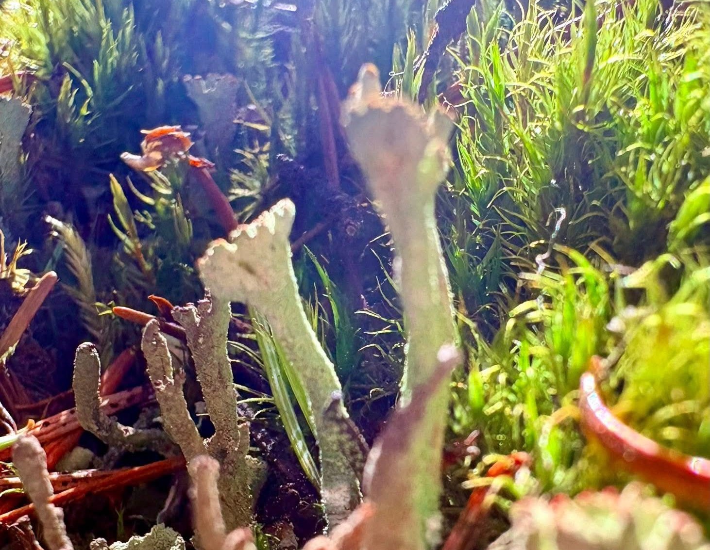 Lichen and moss are pictured up close.