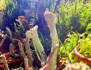 Lichen and moss are pictured up close.