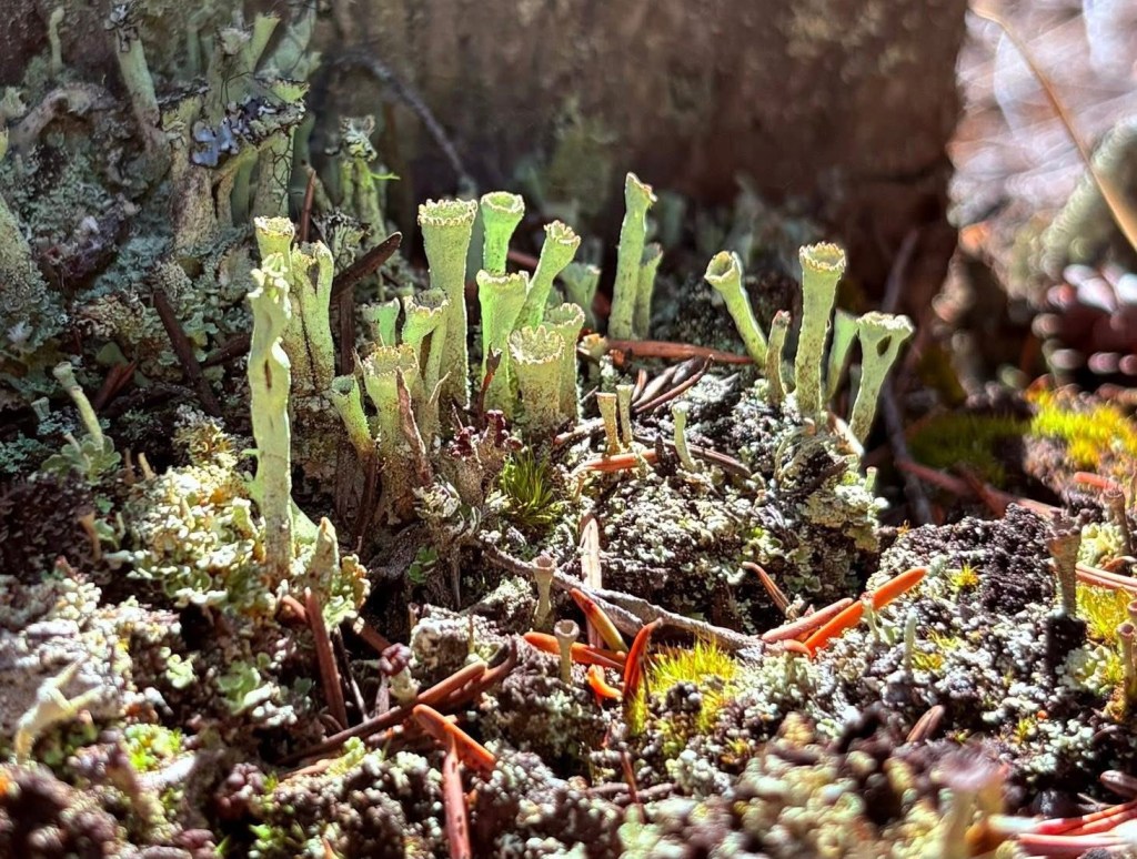 iN PHOTOS: Kamloops hiker finds whimsical world inside rotting stumps | iNFOnews.ca