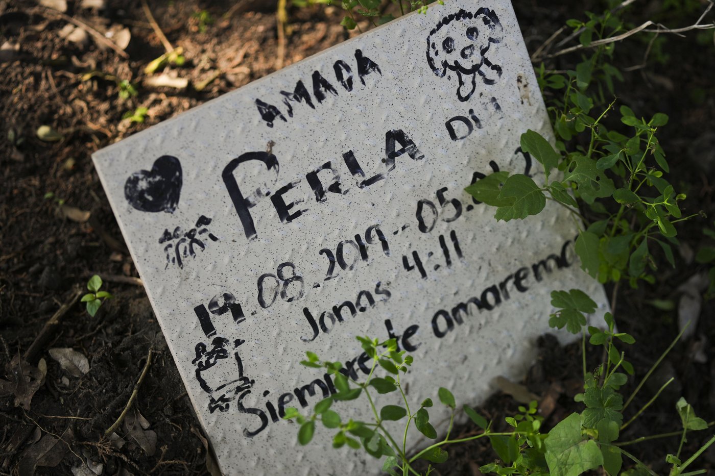 Pets join Mexico's Day of the Dead celebrations, as Fido and Tiger get their own altars | iNFOnews.ca Pets join Mexico's Day of the Dead celebrations, as Fido and Tiger get their own altars | iNFOnews.ca