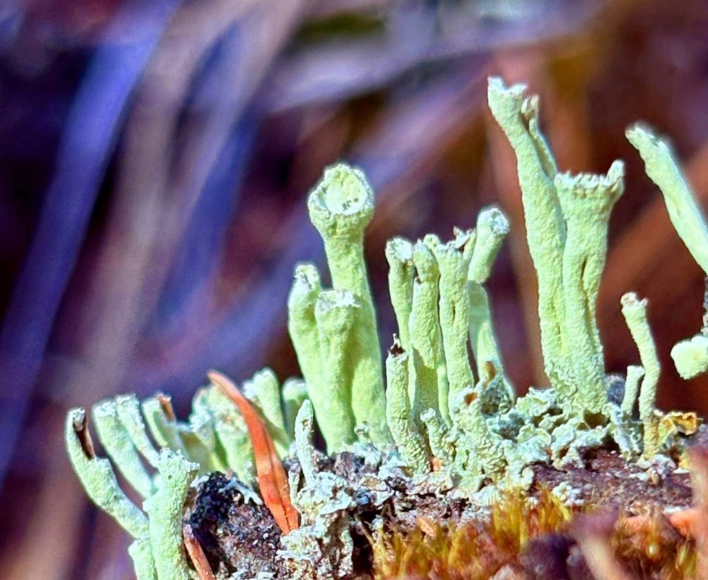 iN PHOTOS: Kamloops hiker finds whimsical world inside rotting stumps | iNFOnews.ca