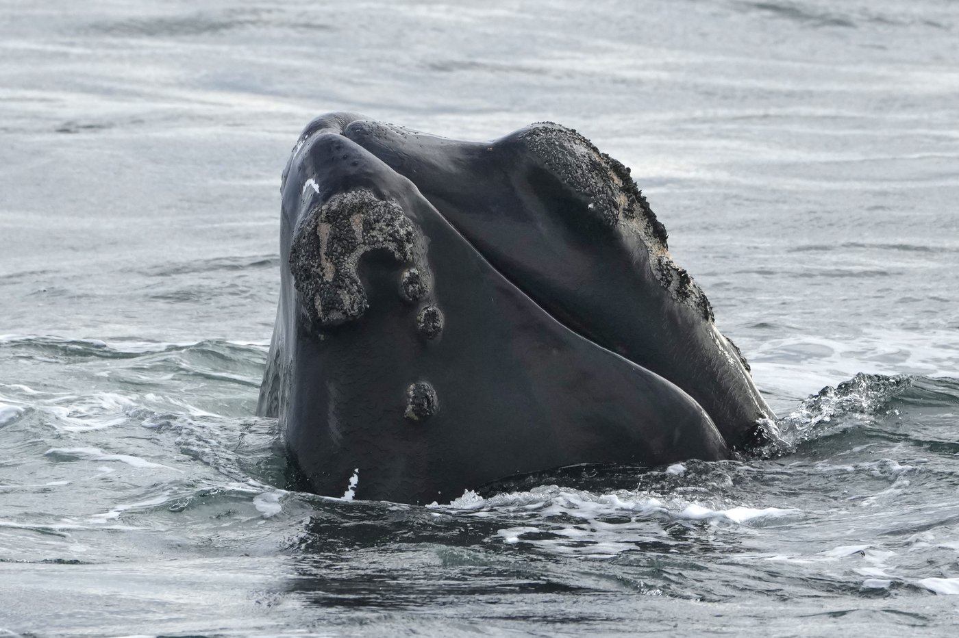 Internal DFO memo warns Trump-backed bill threatens right whale survival | iNFOnews.ca Internal DFO memo warns Trump-backed bill threatens right whale survival | iNFOnews.ca