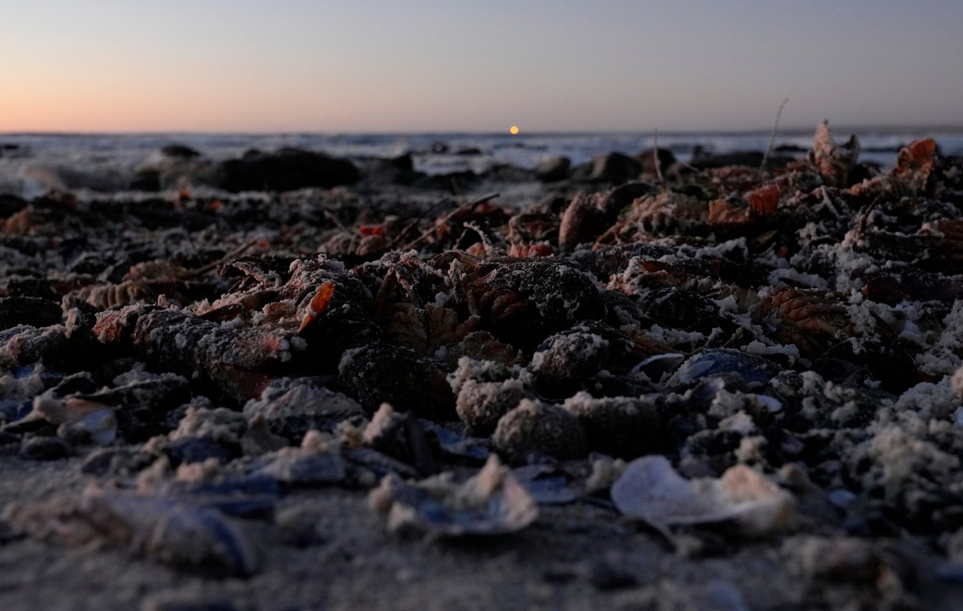 A red tide in South Africa is causing the mass deaths of crayfish | iNFOnews.ca A red tide in South Africa is causing the mass deaths of crayfish | iNFOnews.ca
