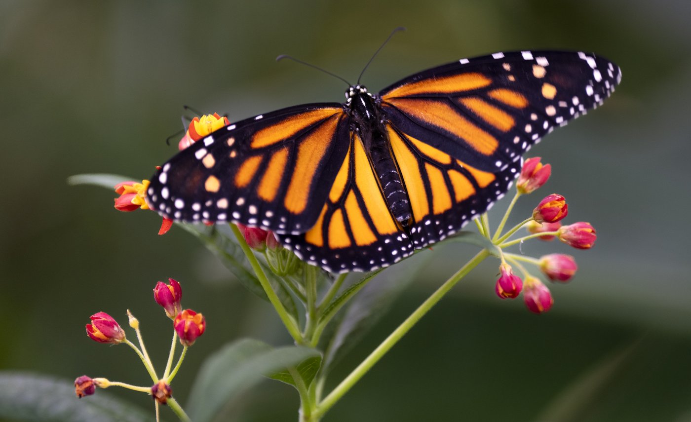 Co-ordinated plan needed to save 'alarmingly low' monarch butterfly population: study | iNFOnews.ca