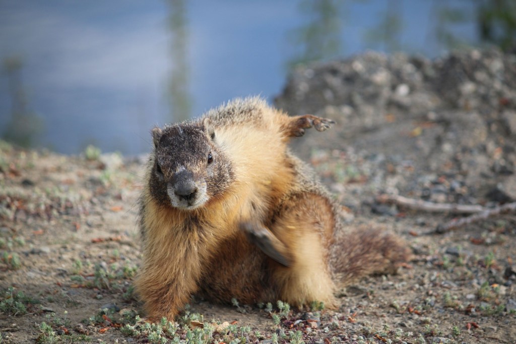 iN PHOTOS: Comedic photos of Thompson-Okanagan wildlife | iNFOnews.ca iN PHOTOS: Comedic photos of Thompson-Okanagan wildlife | iNFOnews.ca