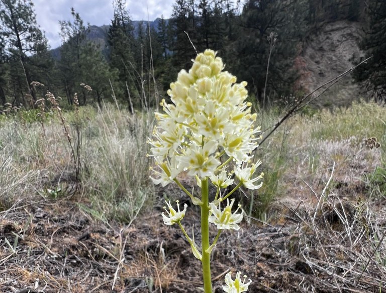 iN PHOTOS: 5 toxic plants to watch out for in Thompson-Okanagan | iNFOnews.ca