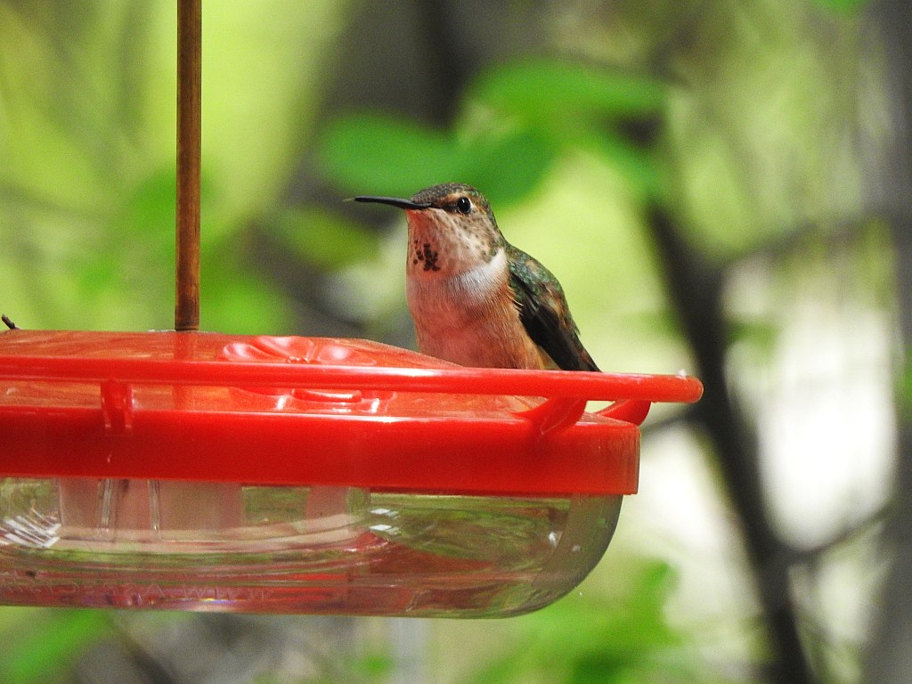 iN PHOTOS: Iridescent hummingbirds brighten backyards in Thompson-Okanagan | iNFOnews.ca
