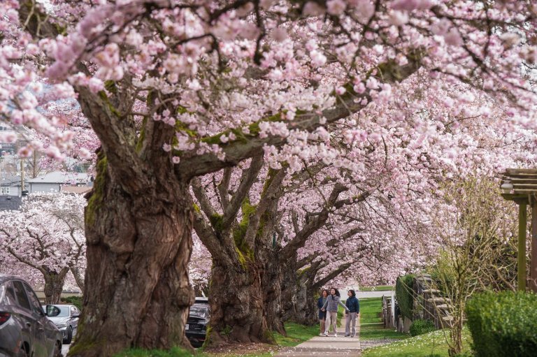 The hazards of cherry blossom crowds prompt warnings from police in Richmond, B.C. | iNFOnews.ca