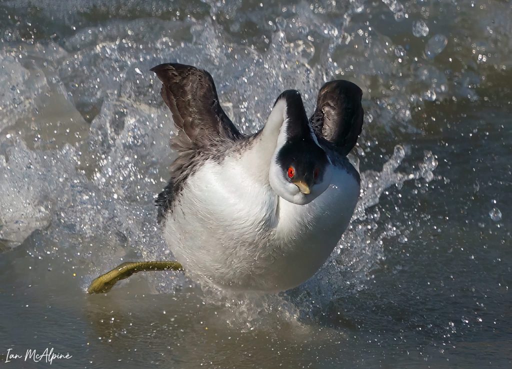A western grebe bursts out of the water.
