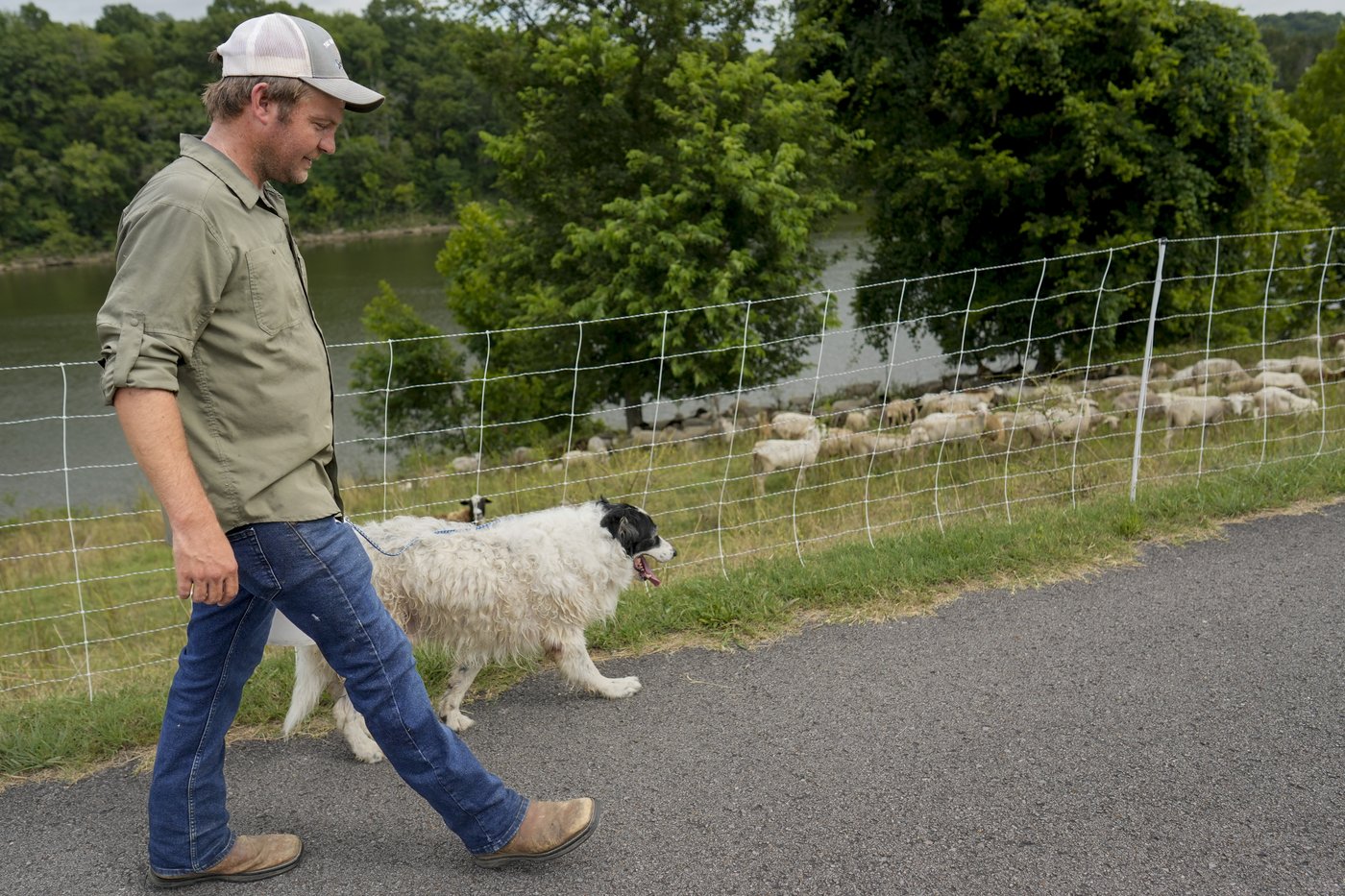 Cities are using sheep to graze in urban landscapes and people love it | iNFOnews.ca