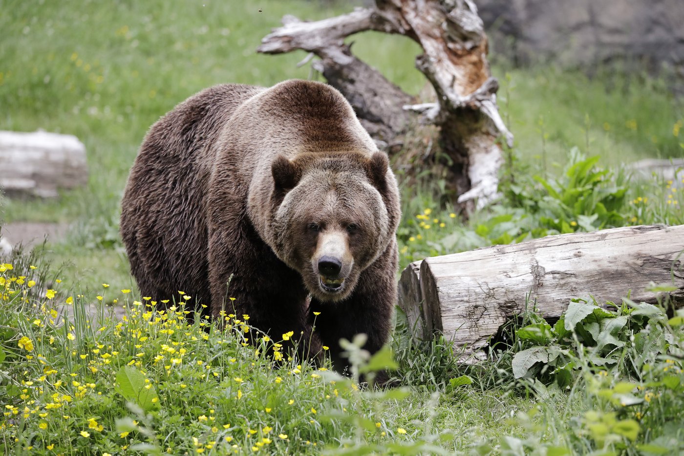 Court issues $6,000 in fines to two people who killed Tex, the B.C. grizzly | iNFOnews.ca Court issues $6,000 in fines to two people who killed Tex, the B.C. grizzly | iNFOnews.ca