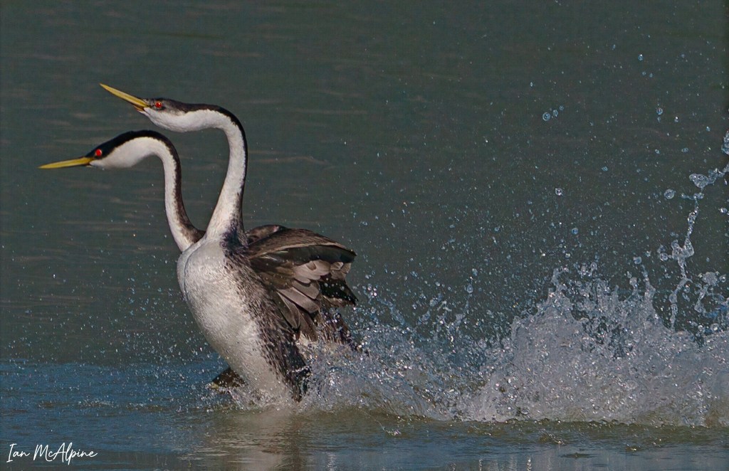 iN PHOTOS: The annual courtship dance of grebes on Shuswap Lake | iNFOnews.ca