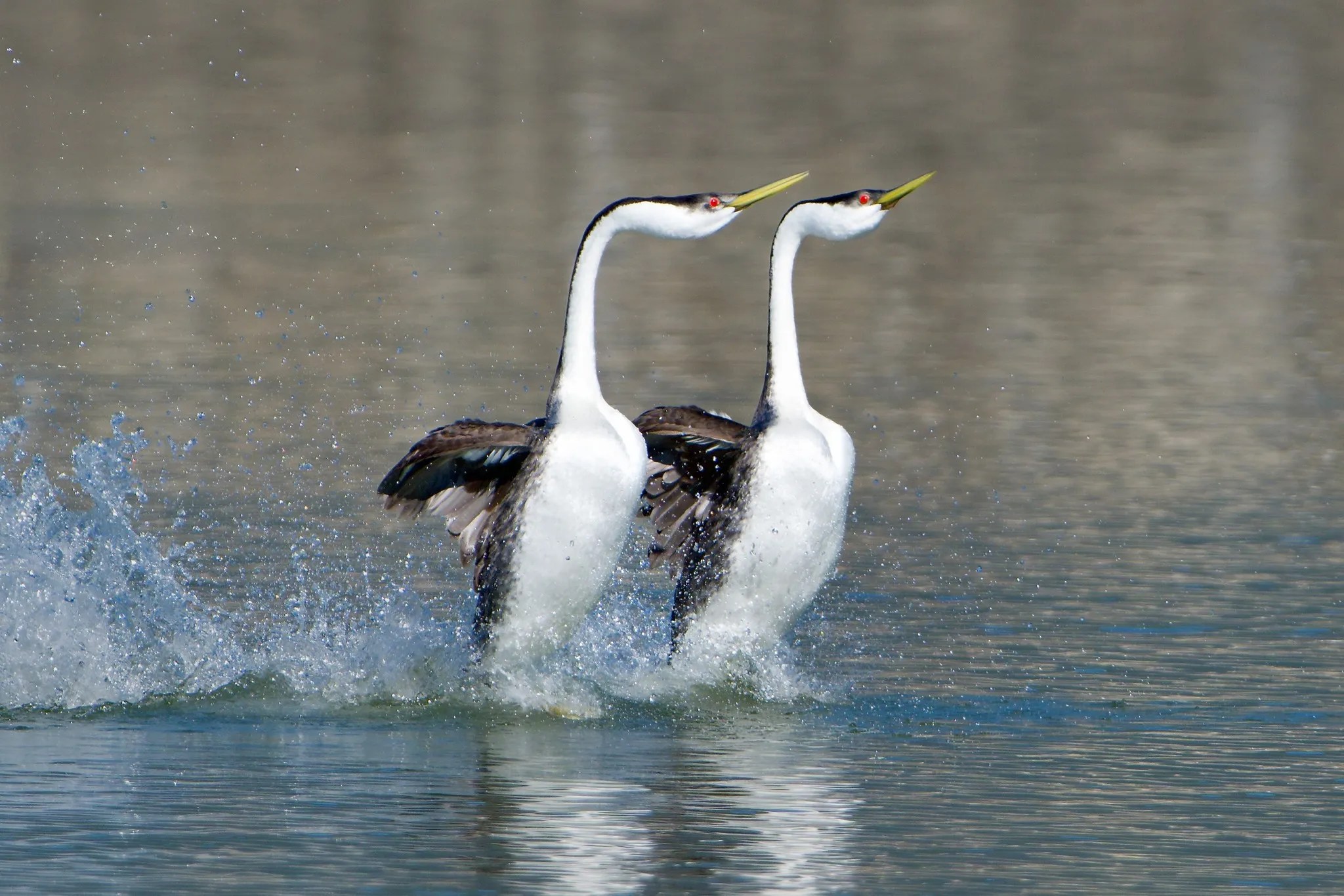 Western grebes do a complex mating ritual on Shuswap Lake.
