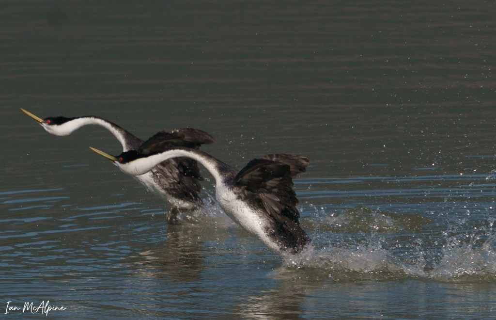A pair of western grebes run across a lake surface.