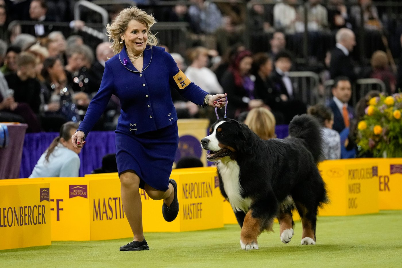 Photo Gallery: The Westminster dog show | iNFOnews.ca