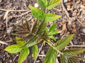 A small, leafy seedlings grows out of the dirt.
